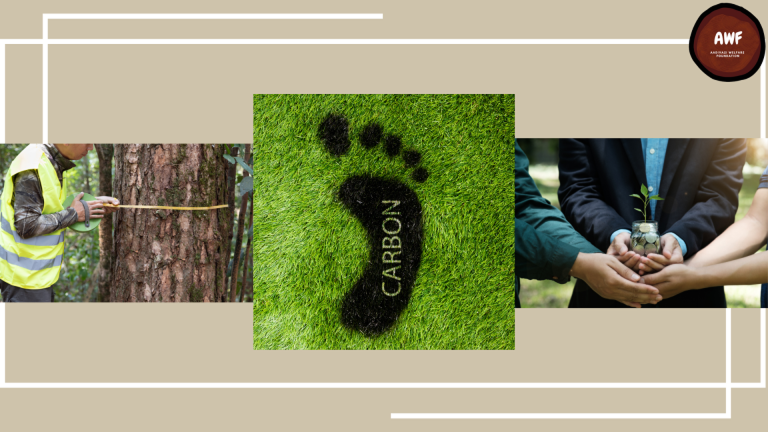 Measuring the Carbon Offset of Tree Planting: How Corporates Can Make a Real Impact