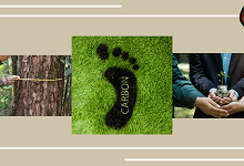 Measuring the Carbon Offset of Tree Planting: How Corporates Can Make a Real Impact