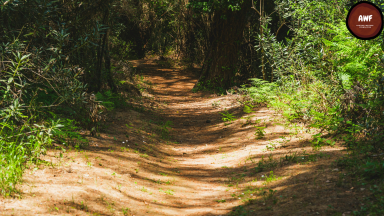 Food Forests: Benefits and Implementation Guide