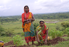 Plantation and Water Bodies
