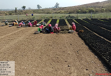 Plantation and Water Bodies